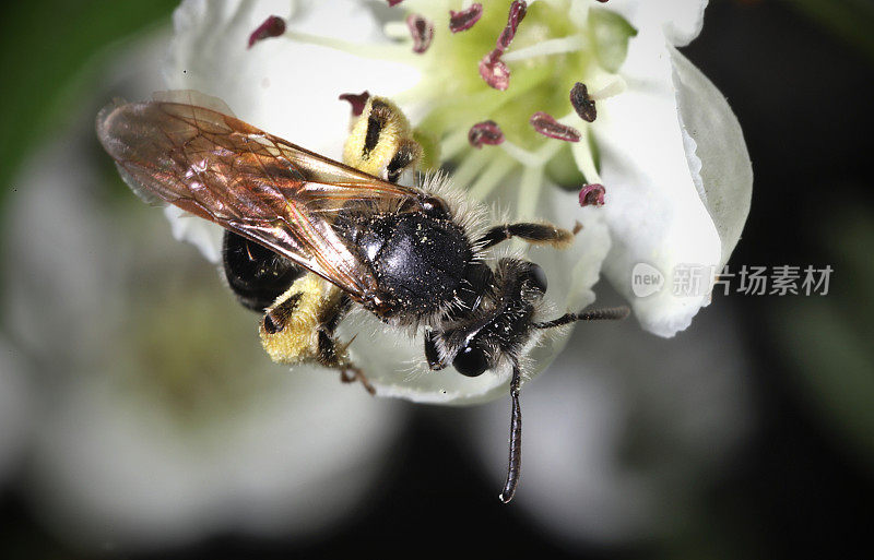 采蜜蜜蜂(Andrena sp.)在白色的花